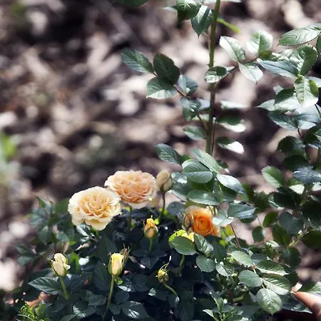 Restaurant Anna 슈넬도프